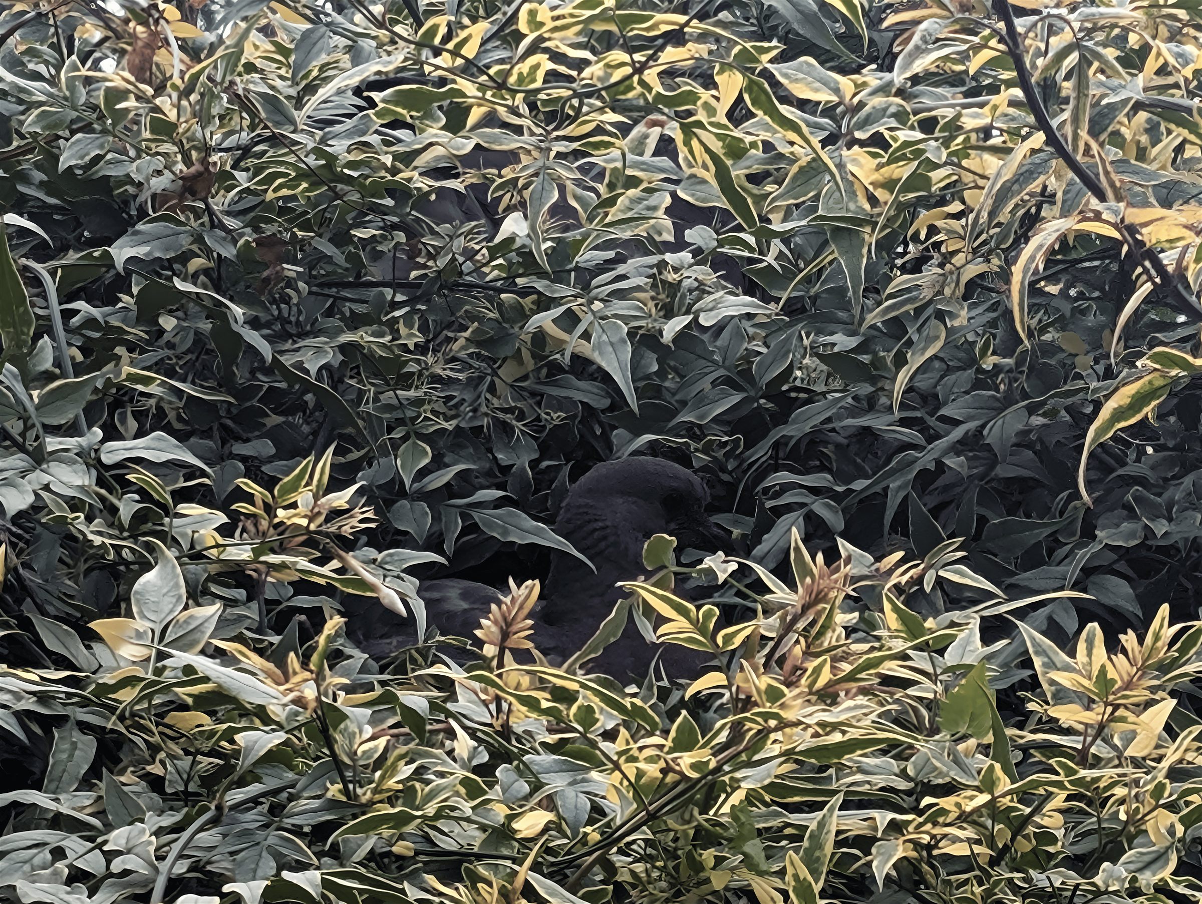 Bird in Foliage