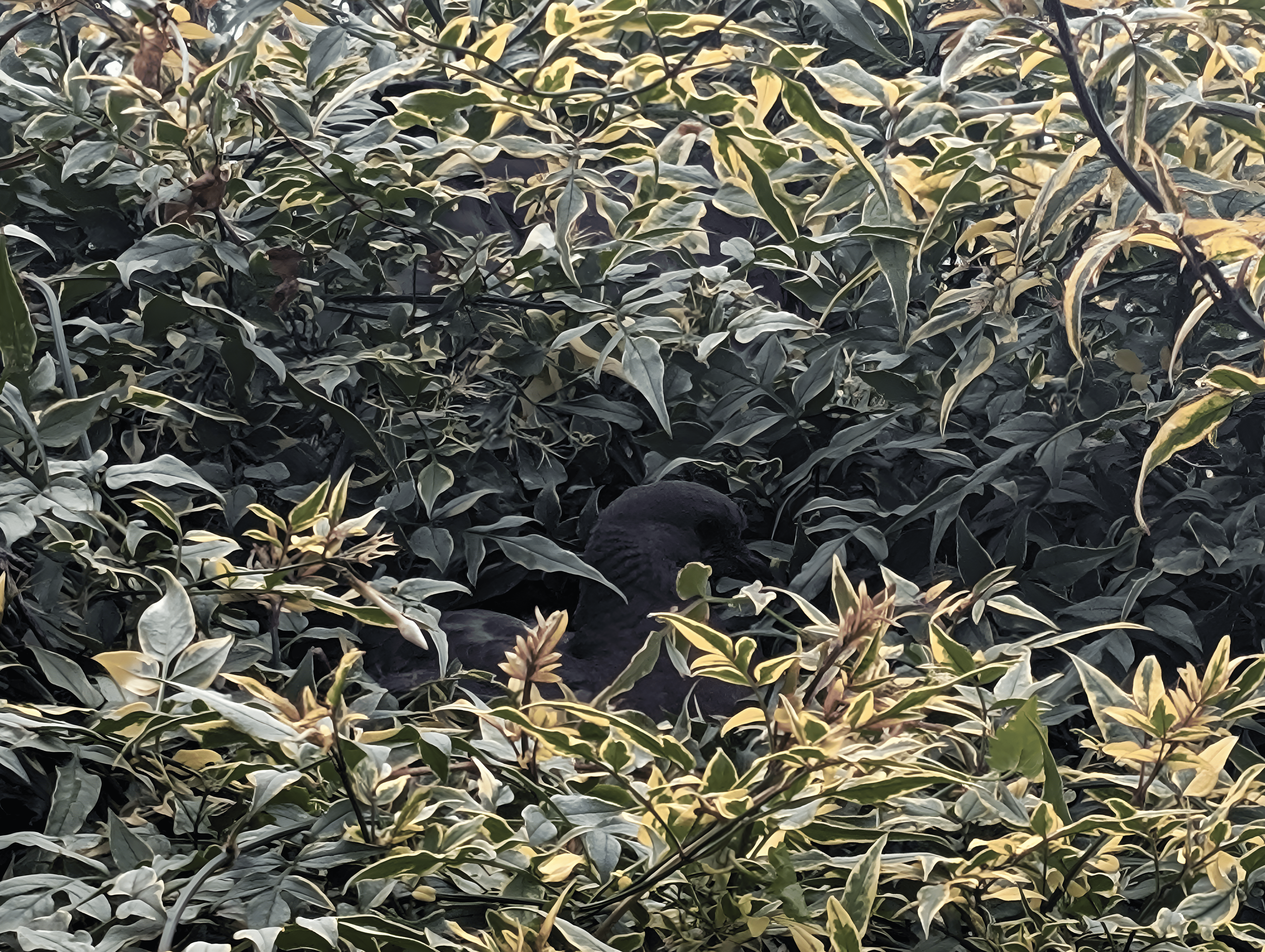 Bird in Foliage